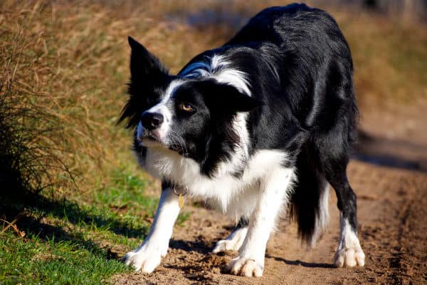 Are border collie aggressive towards other dogs