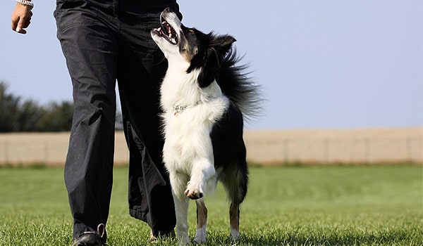 5 Border Collie Puppy Training Tips You 