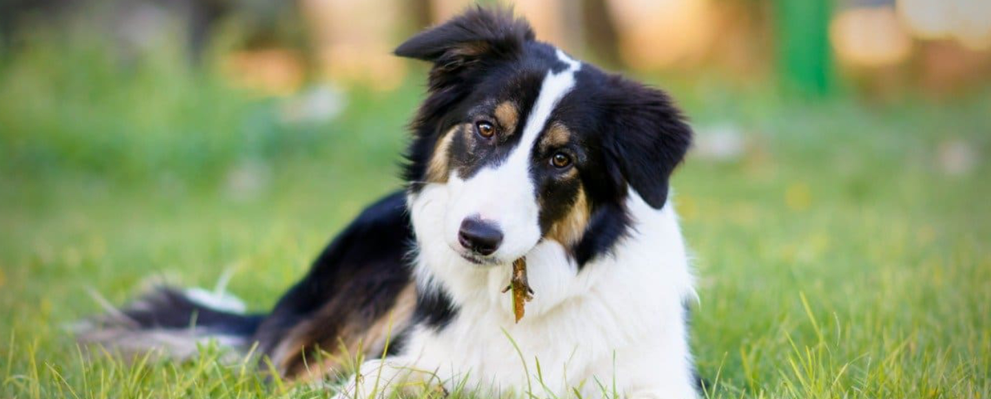 Effective Tips for Maintaining Your Border Collies Optimal Weight